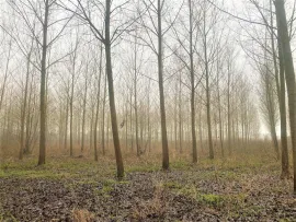 PEUPLERAIE DE 6 HA PROCHE COMPIEGNE OISE Compiègne