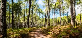 Vente LANDES EXPLOITATION FORESTIERE 86 HA