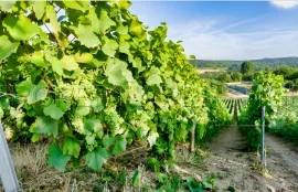 Vente GERS EXPLOITATION AGRO-VITICOLE ARMAGNAC 130 HA