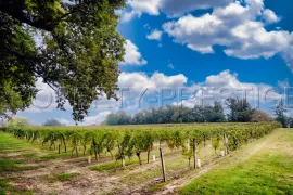 Vente GERS EXPLOITATION AGRO-VITICOLE ARMAGNAC 130 HA