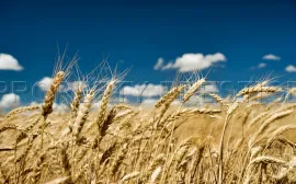 Vente GERS EXPLOITATION AGRO-VITICOLE ARMAGNAC 130 HA