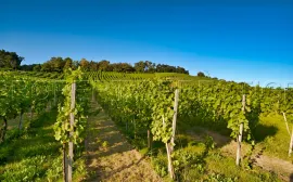 Vente GERS EXPLOITATION AGRO-VITICOLE ARMAGNAC 130 HA