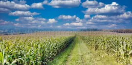 Vente GERS EXPLOITATION AGRO-VITICOLE ARMAGNAC 130 HA
