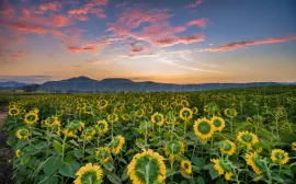 Vente GERS EXPLOITATION AGRICOLE 270 HA IRRIGUES LACS