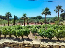 Vente LITTORAL VAROIS PROPRIETE DE STANDING OLIVERAIE 8 HA