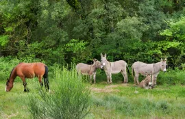 Vente AUDE PROPRIETE ECOLOGIQUE GITES 180 HA