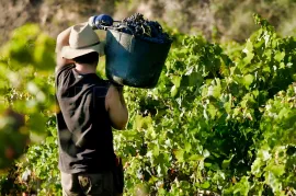 Vente GERS PROPRIETE VITICOLE EN BAS ARMAGNAC 14 HA