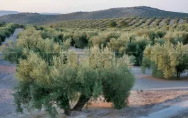 Vente Provence OLIVERAIE 86 HA CHASSE SOURCE