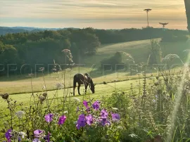 Vente PERIGORD NOIR MANOIR GÎTES CHAMBRES D'HÔTES 27 HA