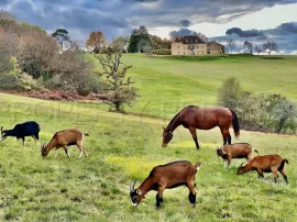 PERIGORD NOIR MANOIR GÎTES CHAMBRES D'HÔTES 27 HA Campagne