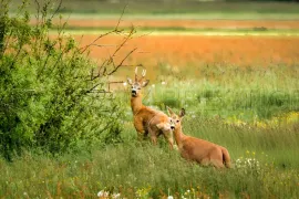 Vente PROPRIETE CHASSE 230 HA HAUT VAR