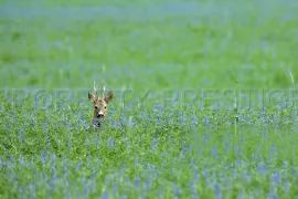 Vente PROPRIETE CHASSE 230 HA HAUT VAR