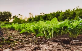 Vente TARN FONCIER AGRICOLE 72 HA IRRIGUE