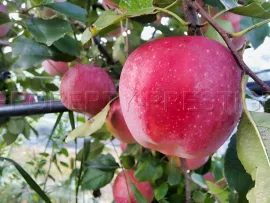 Vente PYRENEES ORIENTALES DOMAINE ARBORICOLE 10.5 HA