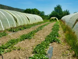 Vente PYRENEES ORIENTALES DOMAINE ARBORICOLE 10.5 HA