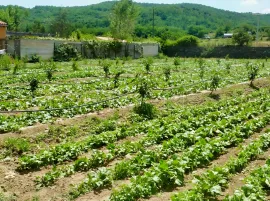 Vente PYRENEES ORIENTALES DOMAINE ARBORICOLE 10.5 HA