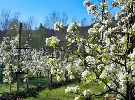 Vente PYRENEES ORIENTALES DOMAINE ARBORICOLE 10.5 HA