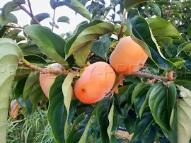 Vente PYRENEES ORIENTALES DOMAINE ARBORICOLE 10.5 HA