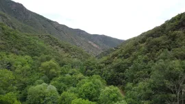 Vente Forêt de 308 Hectares au Cœur du Conflent