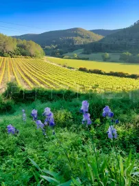 Vente PROVENCE VERTE DOMAINE 62 HA OLIVERAIE VIGNES