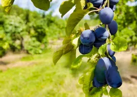 Vente DOMAINE PRUNICOLE 65 ha - AGEN
