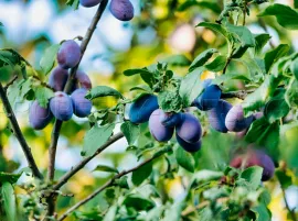 Vente DOMAINE PRUNICOLE 65 ha - AGEN
