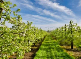 Vente DOMAINE PRUNICOLE 65 ha - AGEN