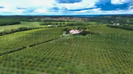 Vente DOMAINE PRUNICOLE 65 ha - AGEN