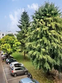 Location Bel appartement rénové, ensoleillé et lumineux
